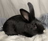 adoptable Rabbit in  named Swiss Roll