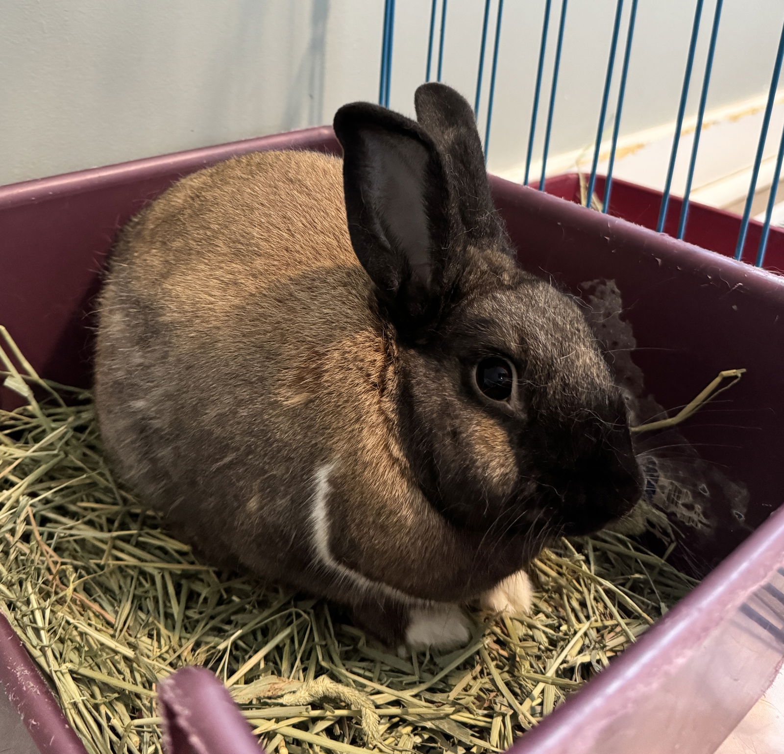 adoptable Rabbit in Lexington, SC named Pound Cake