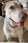 Marley