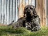 Nellie