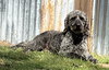 Nellie