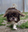 Ludo