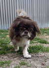 Ludo