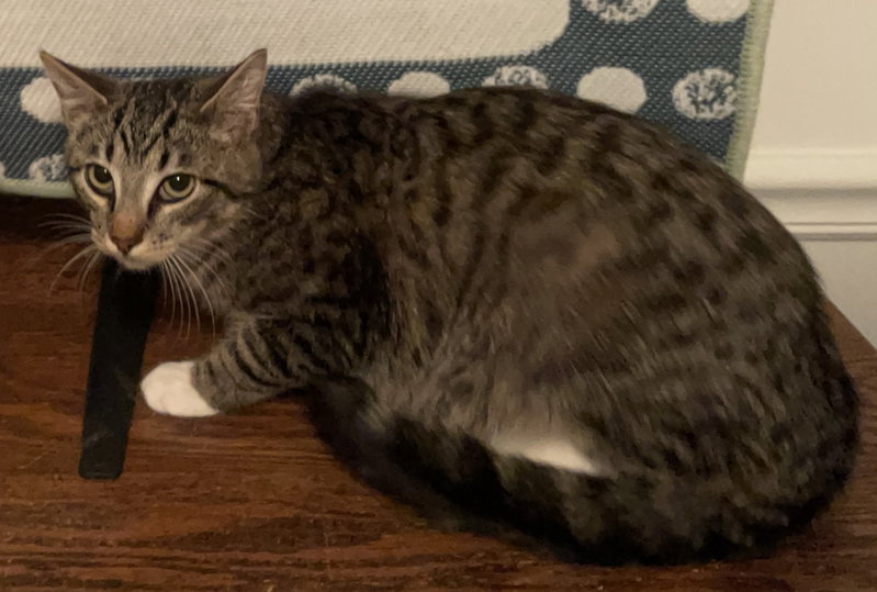 Pellegrino, an adoptable Tabby / Domestic Short Hair / Mixed (short coat)