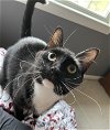 adoptable Cat in , SC named Tipper