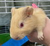 Finnegan