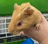 Ronan