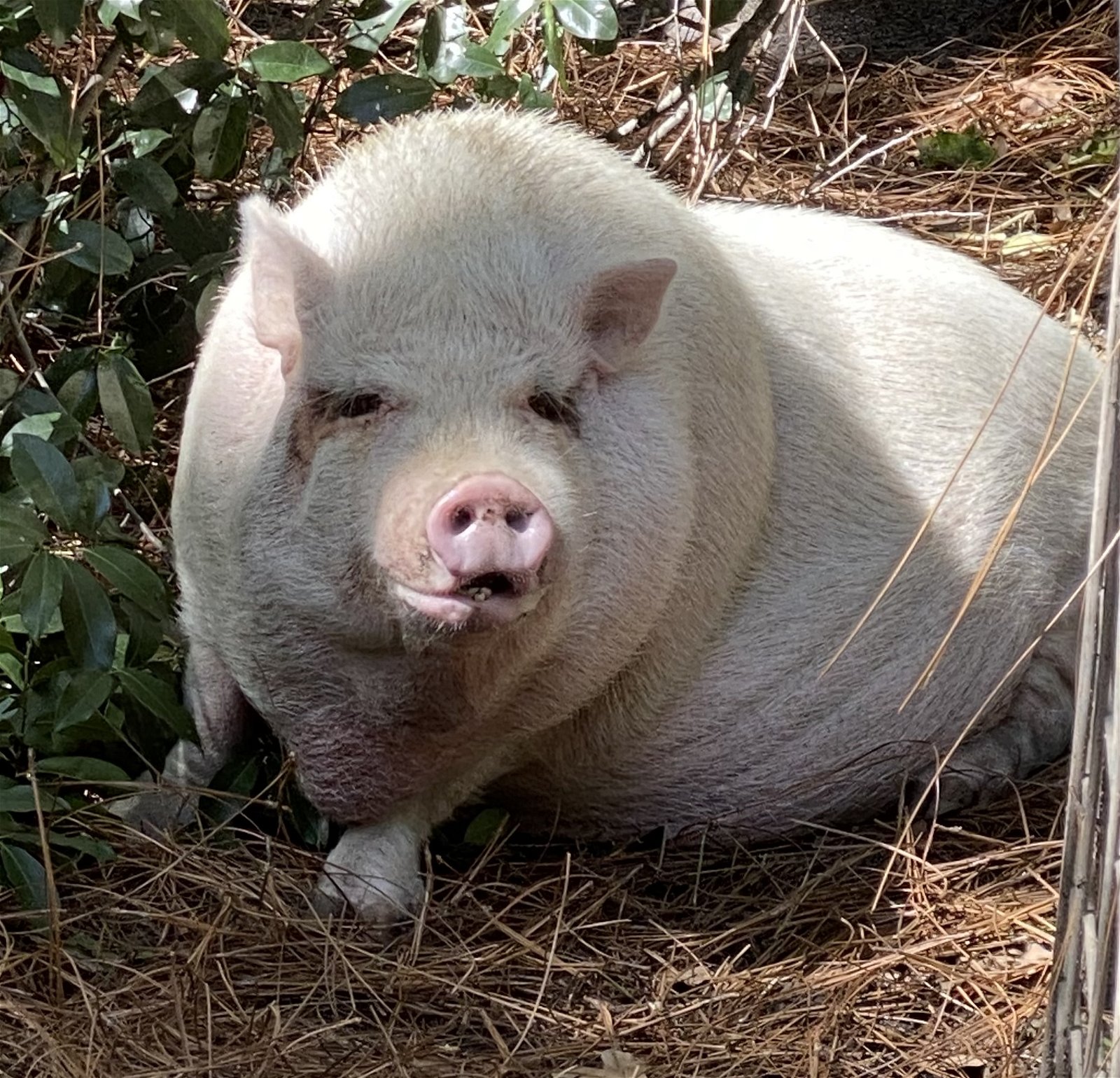 adoptable Pig in Lexington, SC named Aretha