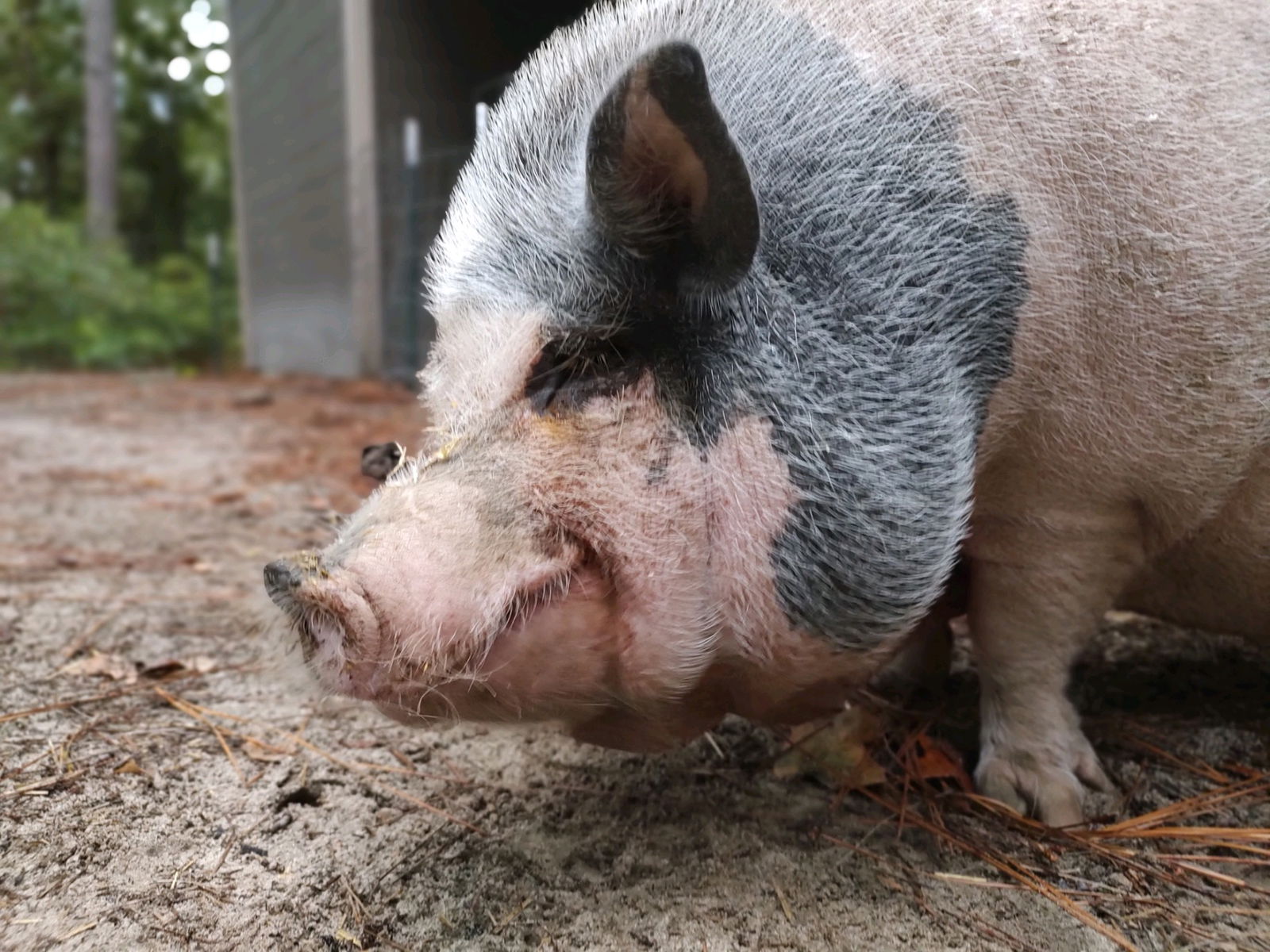 adoptable Pig in Lexington, SC named Gladys