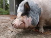 adoptable Pig in , SC named Gladys