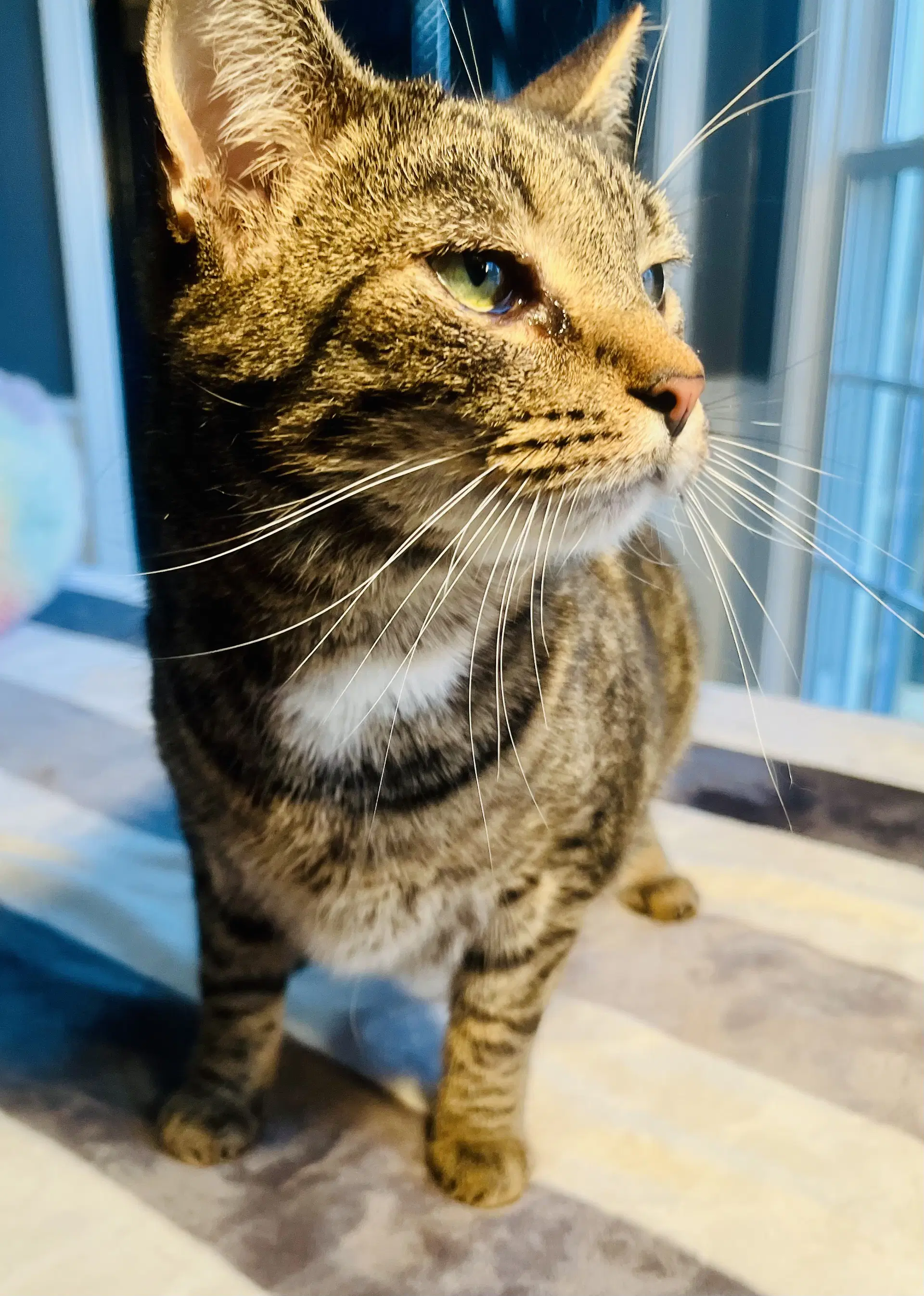 Pepsi - Tabby