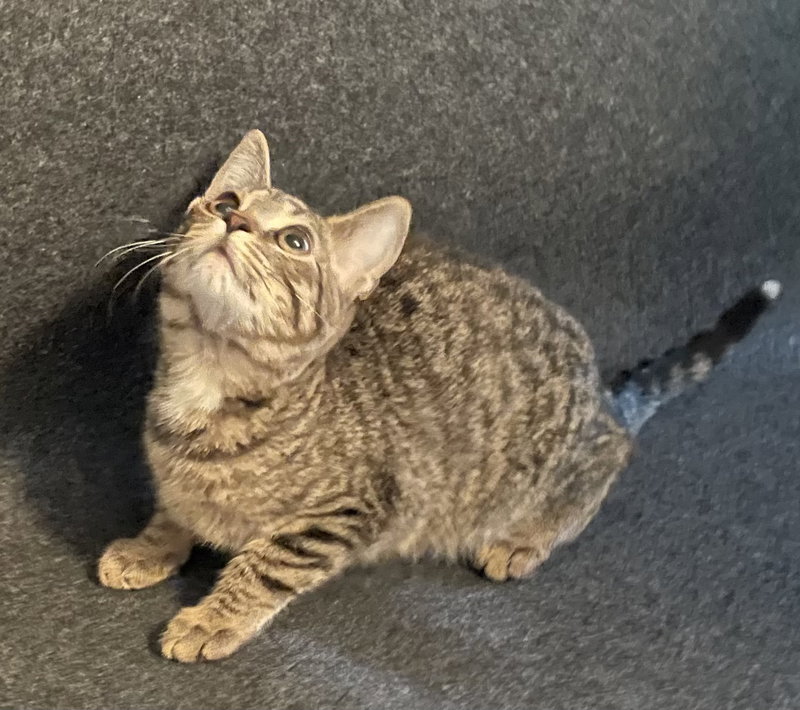 Pepsi, an adoptable Tabby / Domestic Short Hair / Mixed (short coat)