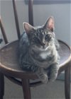 adoptable Cat in lexington, sc, SC named Pepsi