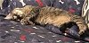adoptable Cat in lexington, SC named Linguine