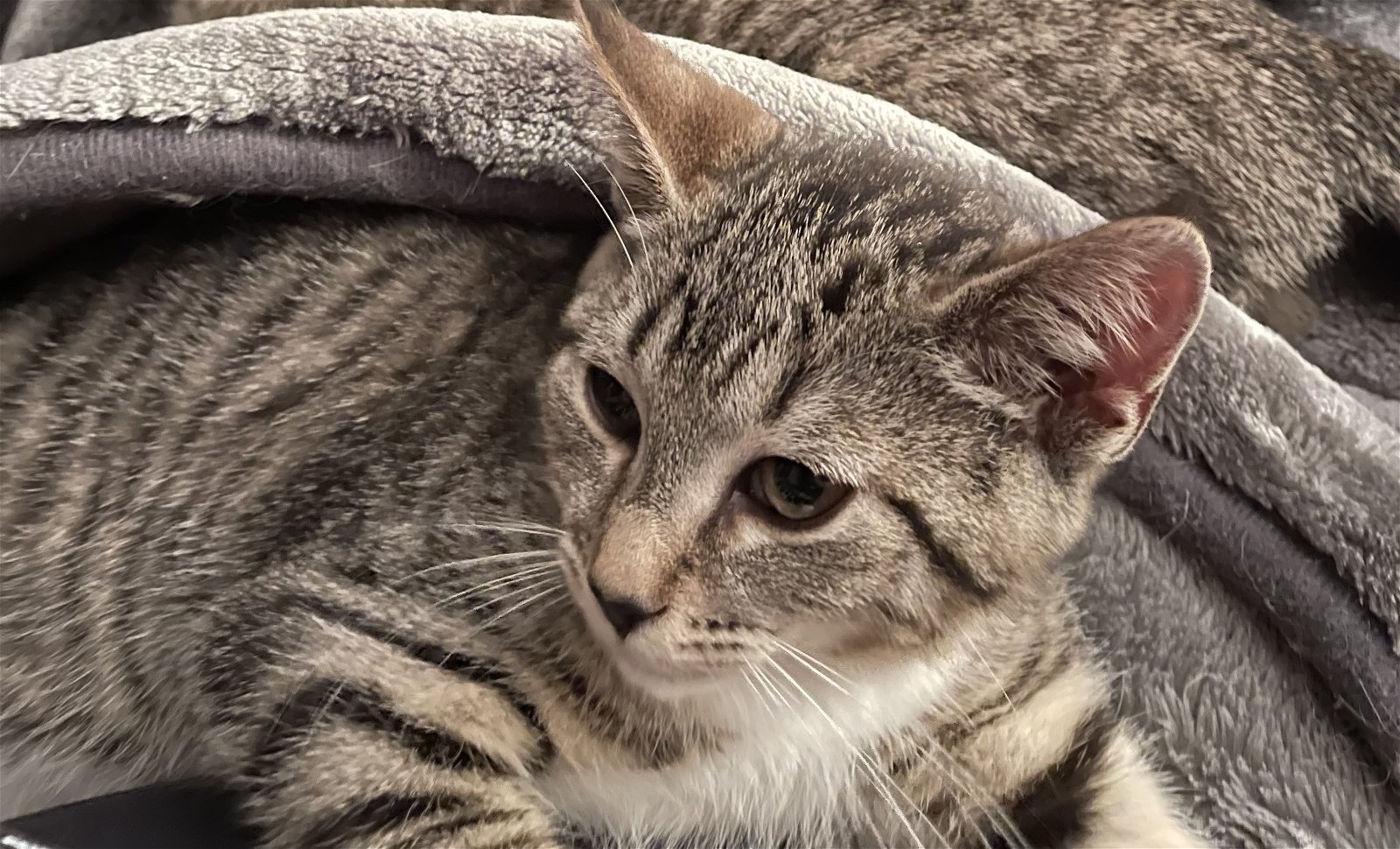 adoptable Cat in Lexington, SC named Ravioli
