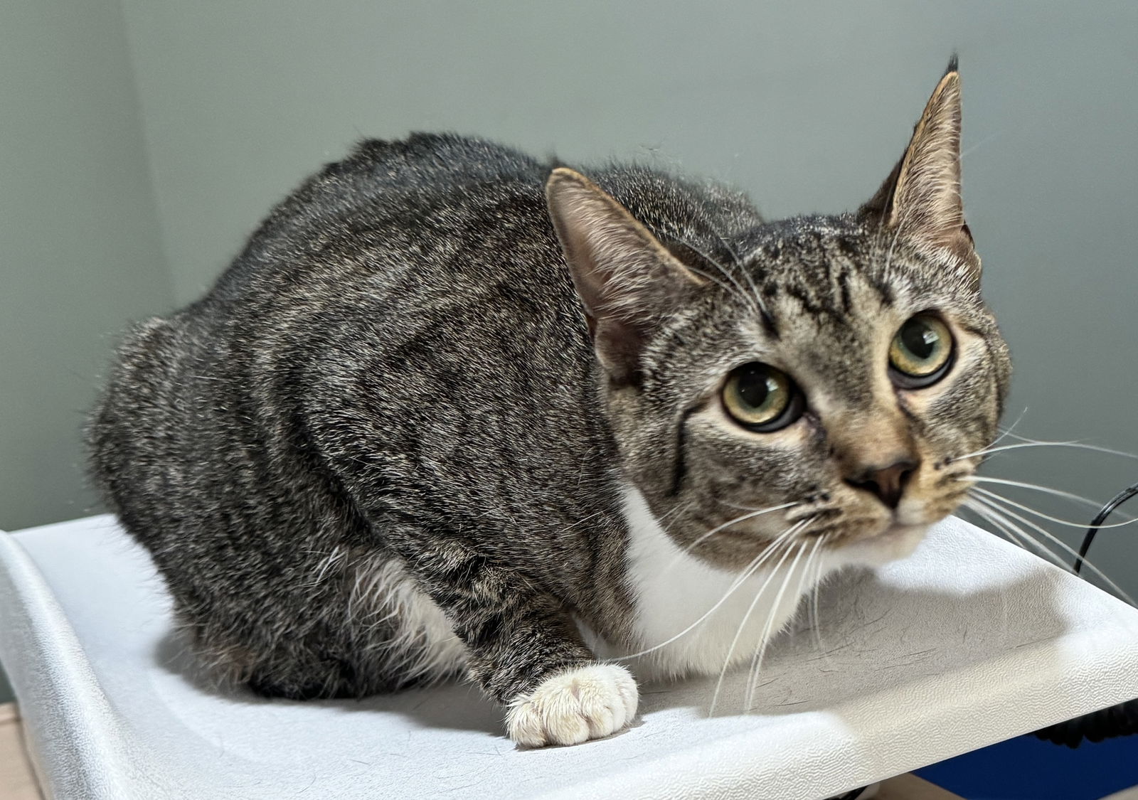 adoptable Cat in Lexington, SC named Ravioli