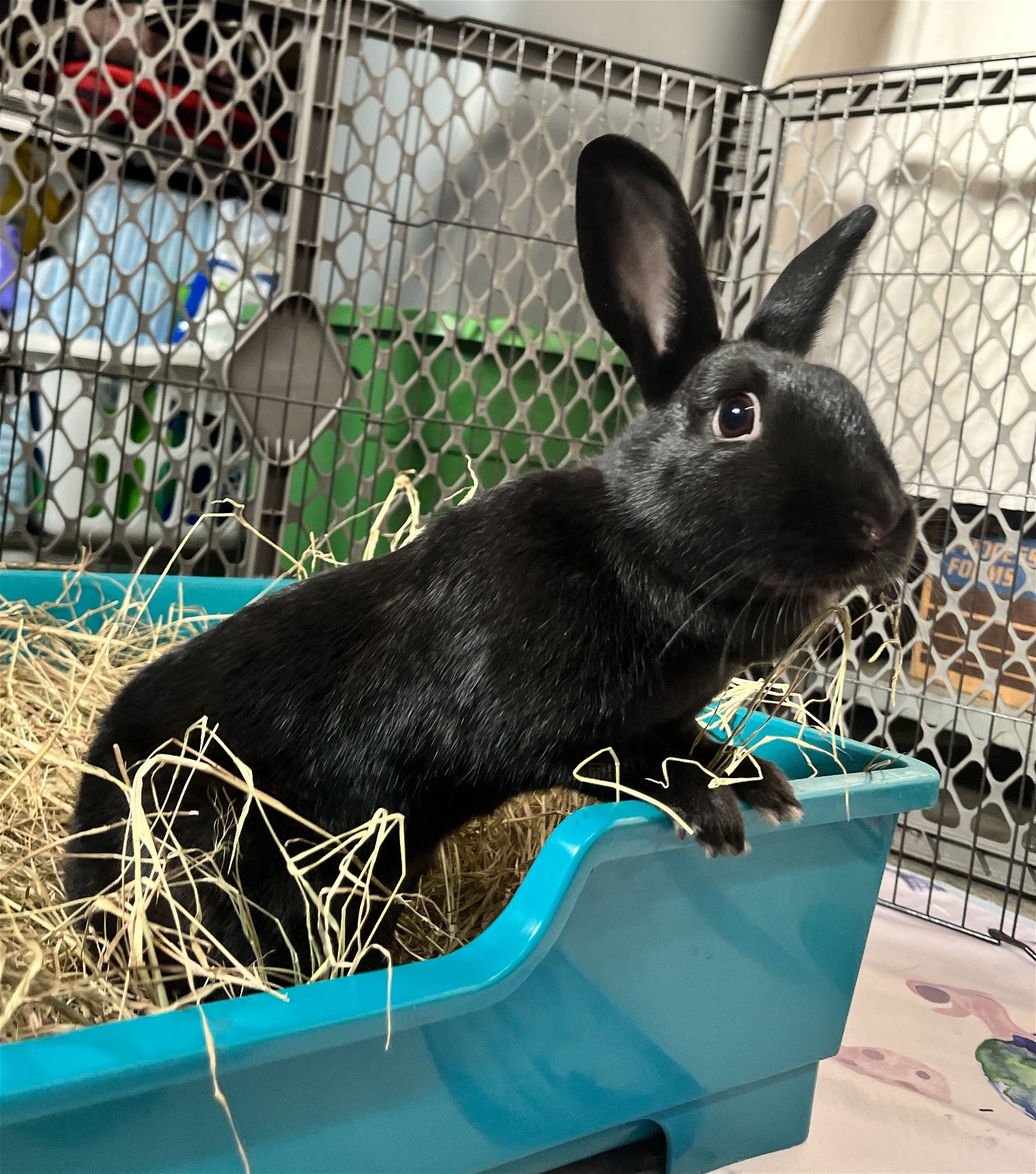 adoptable Rabbit in Lexington, SC named Addy & Maddy