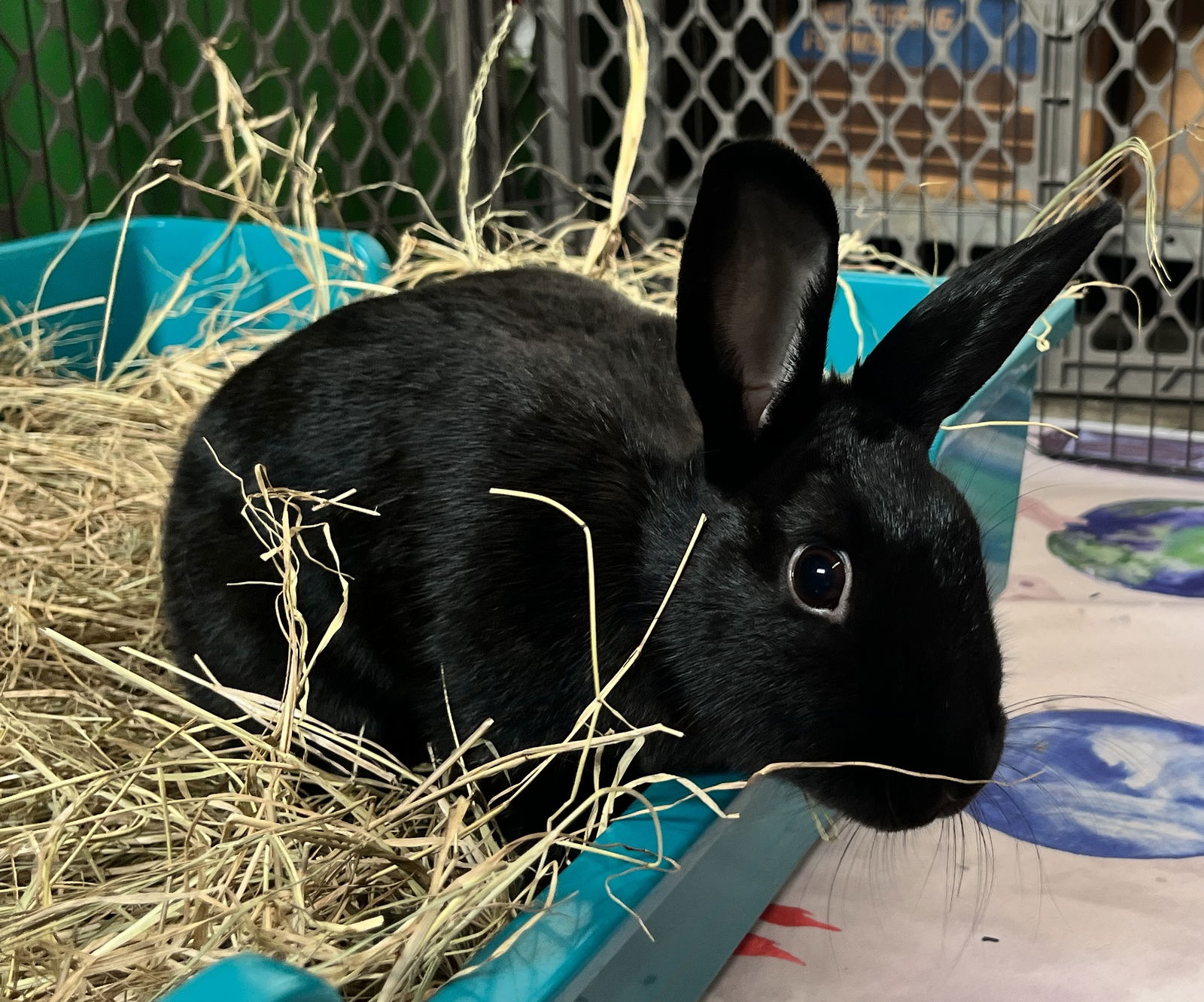 adoptable Rabbit in Lexington, SC named Addy & Maddy