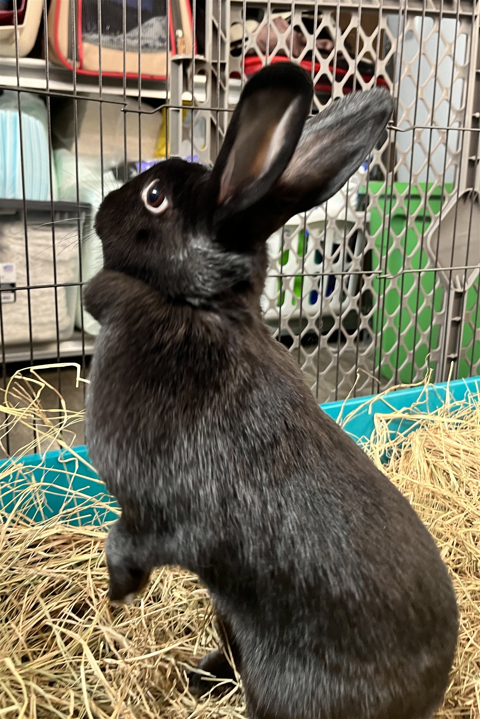 adoptable Rabbit in Lexington, SC named Maddy & Addy