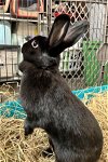 adoptable Rabbit in  named Maddy & Addy