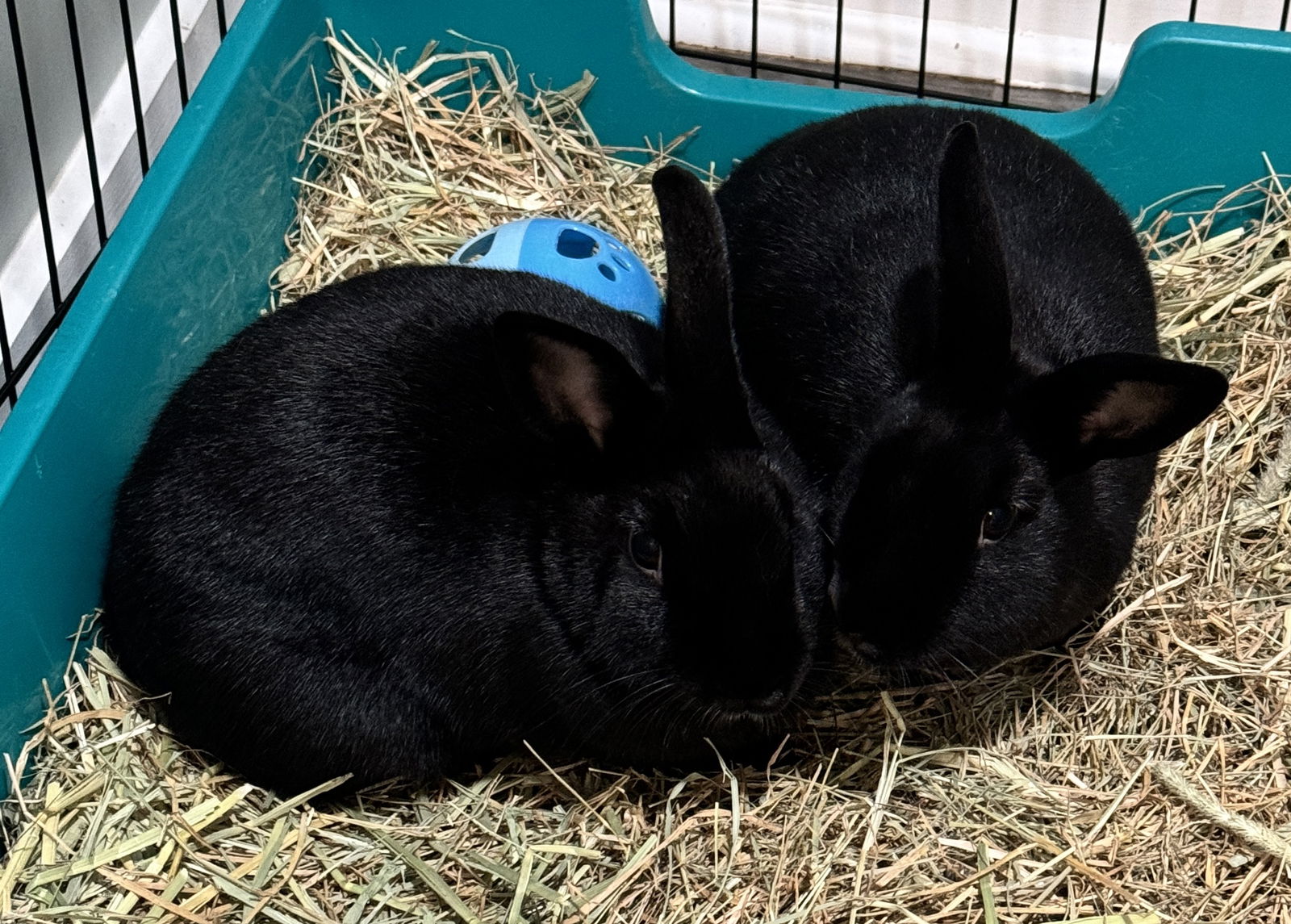 adoptable Rabbit in Lexington, SC named Maddy & Addy