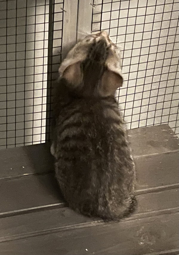 Carbonara