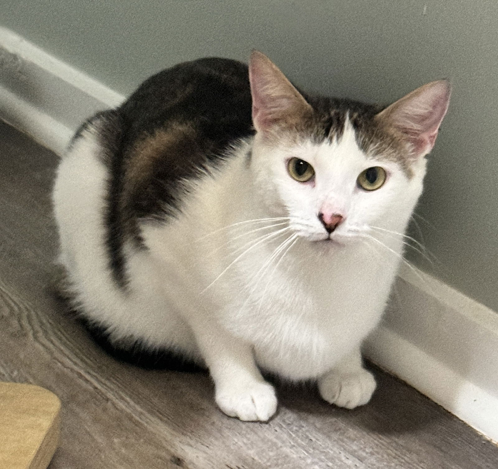 adoptable Cat in Lexington, SC named Brocollini