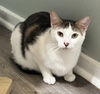 adoptable Cat in , SC named Brocollini