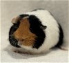 adoptable Guinea Pig in lexington, SC named Caramello