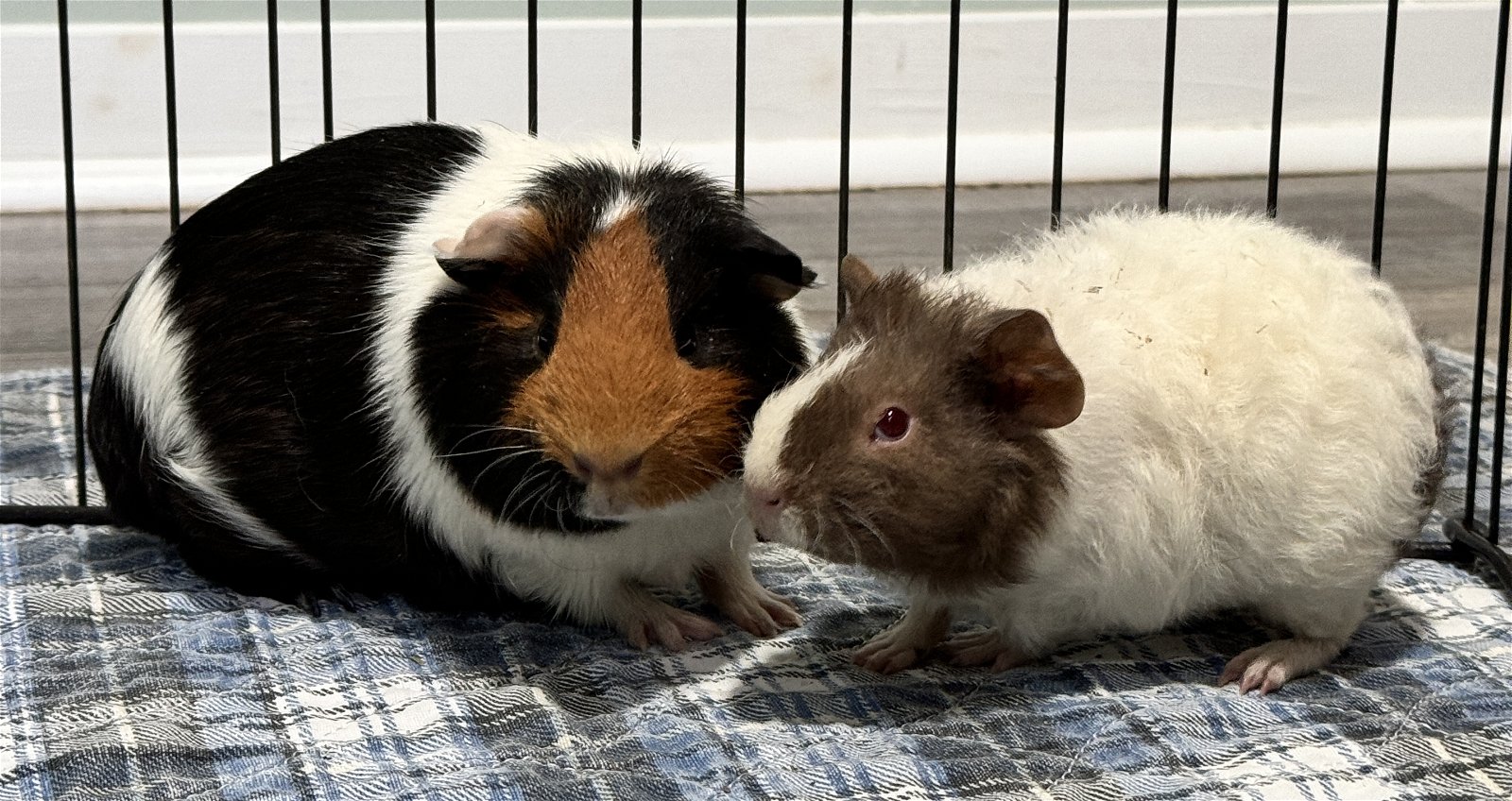 adoptable Guinea Pig in Lexington, SC named Toffee