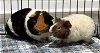 adoptable Guinea Pig in , SC named Toffee