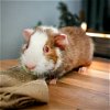 adoptable Guinea Pig in lexington, SC named Butterscotch