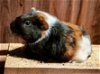 adoptable Guinea Pig in  named Godiva