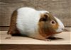 adoptable Guinea Pig in  named Reese