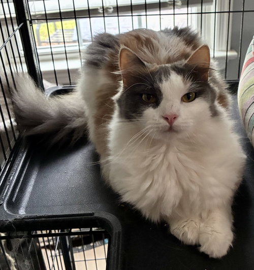 Katydid, an adoptable Domestic Long Hair in Lexington, SC