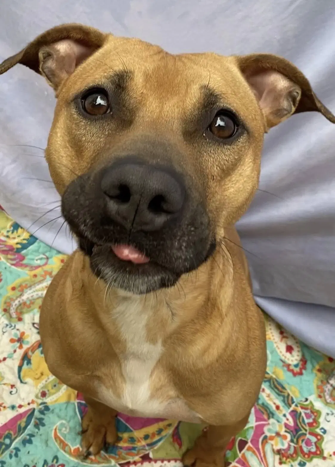 Kylo - Boxer
