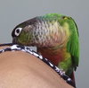 Mikey