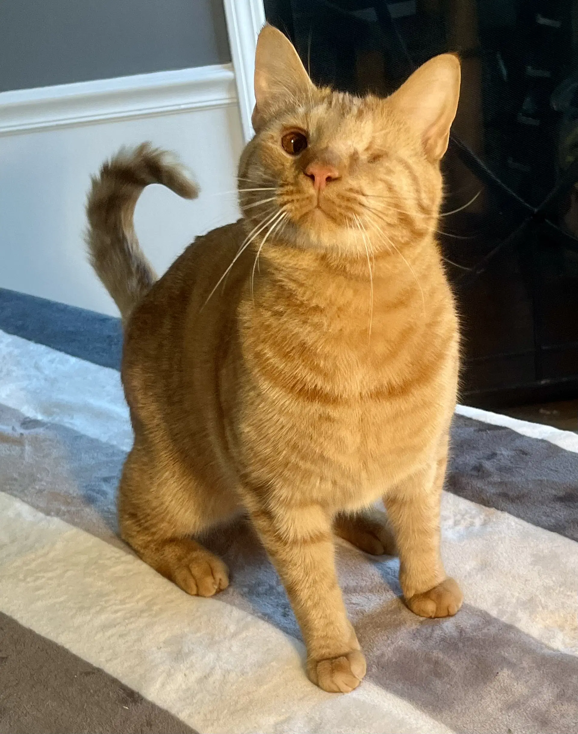 Bonfire - Domestic Short Hair