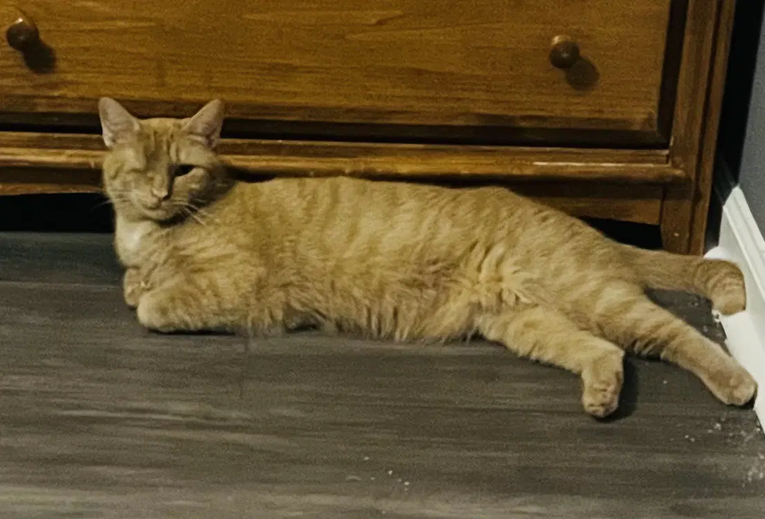 Candy Corn - Domestic Short Hair