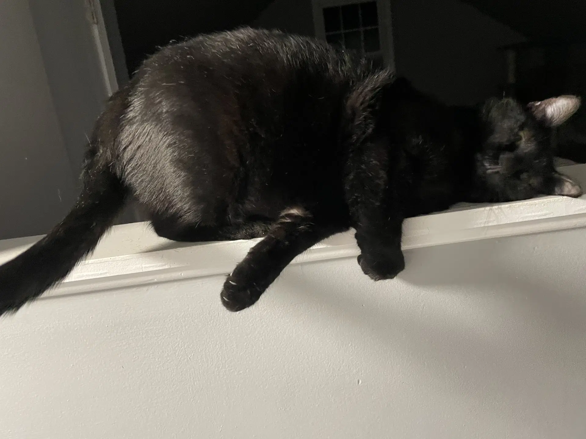 Steve - Domestic Short Hair