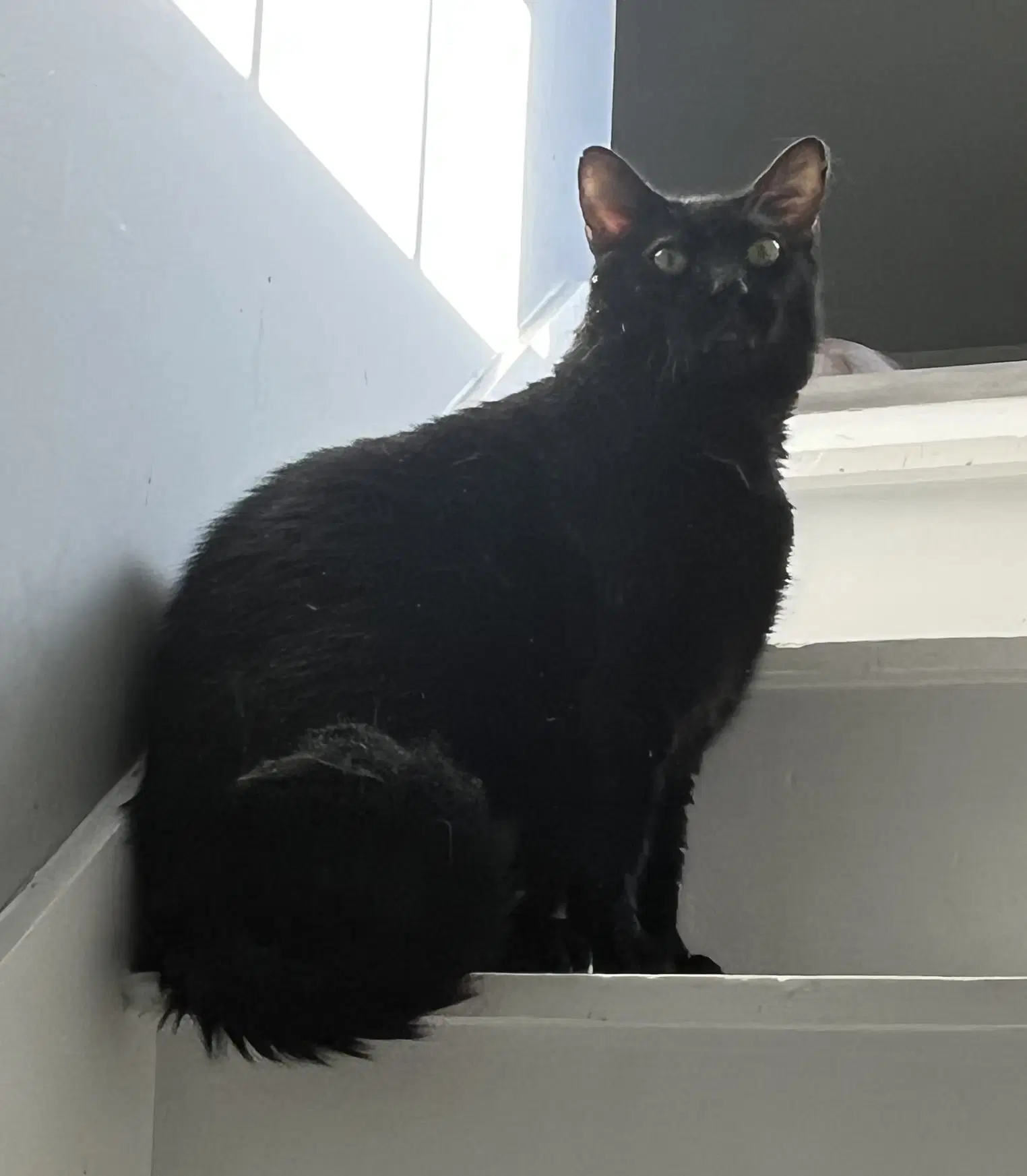 Steve - Domestic Short Hair