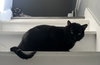 Steve - Photo 4