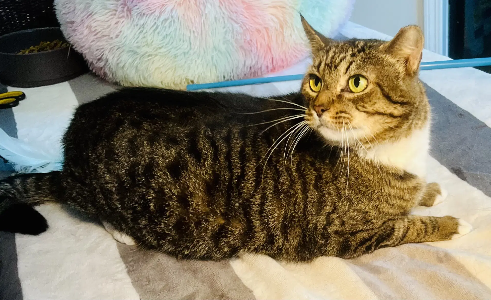 Alligator - Tabby