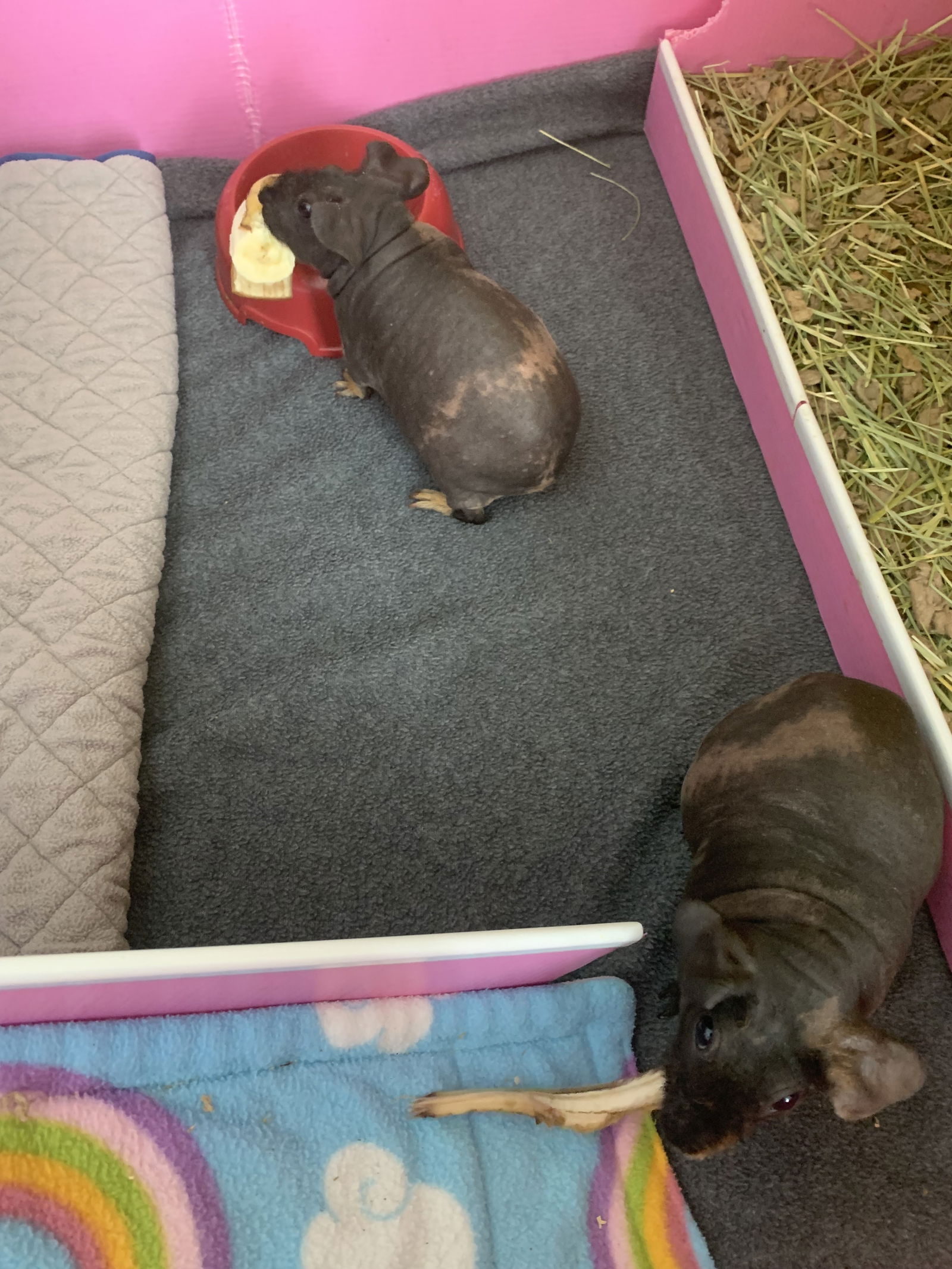 adoptable Guinea Pig in Lexington, SC named Ida