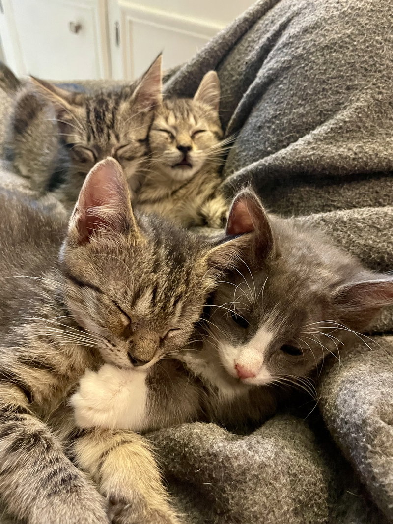 Kiawah, an adoptable Domestic Short Hair / Tabby / Mixed (short coat)