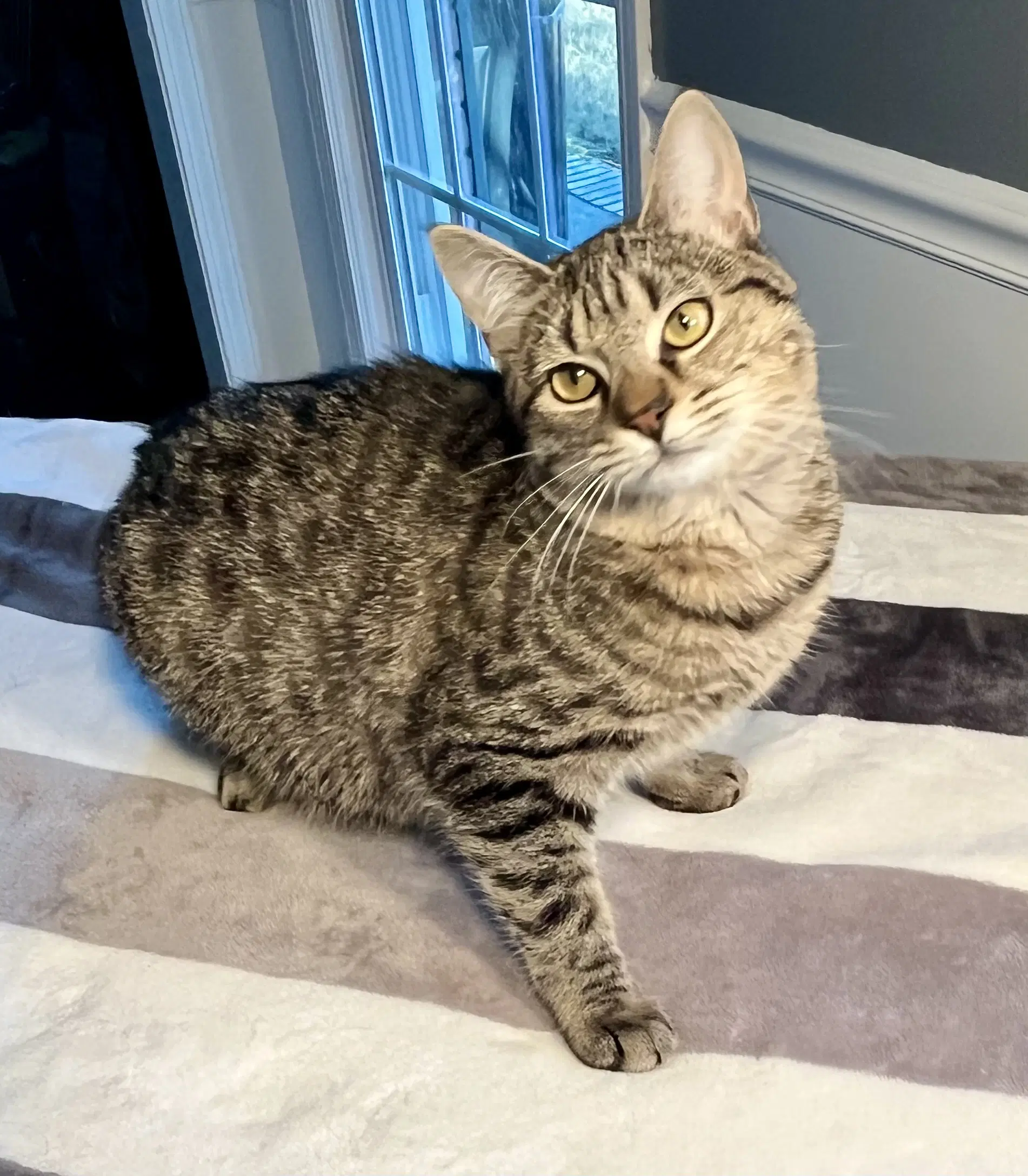 Kiawah - Domestic Short Hair