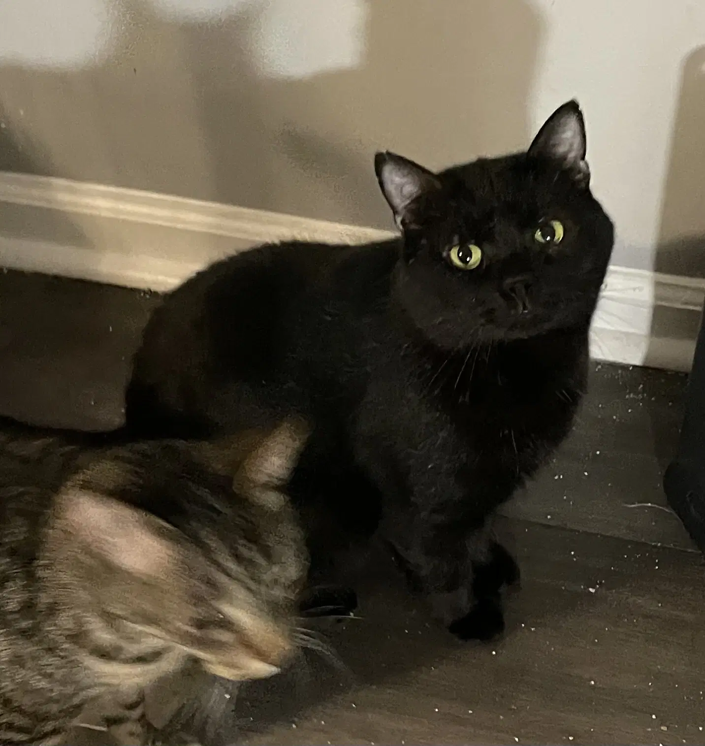 Martin - Domestic Short Hair