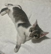 Etta