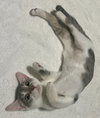 Etta