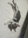 Etta